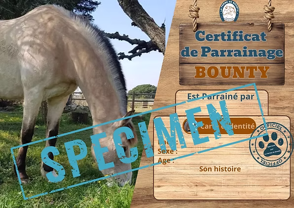 Copie de CERTIFICAT PARRAINAGE.jpg